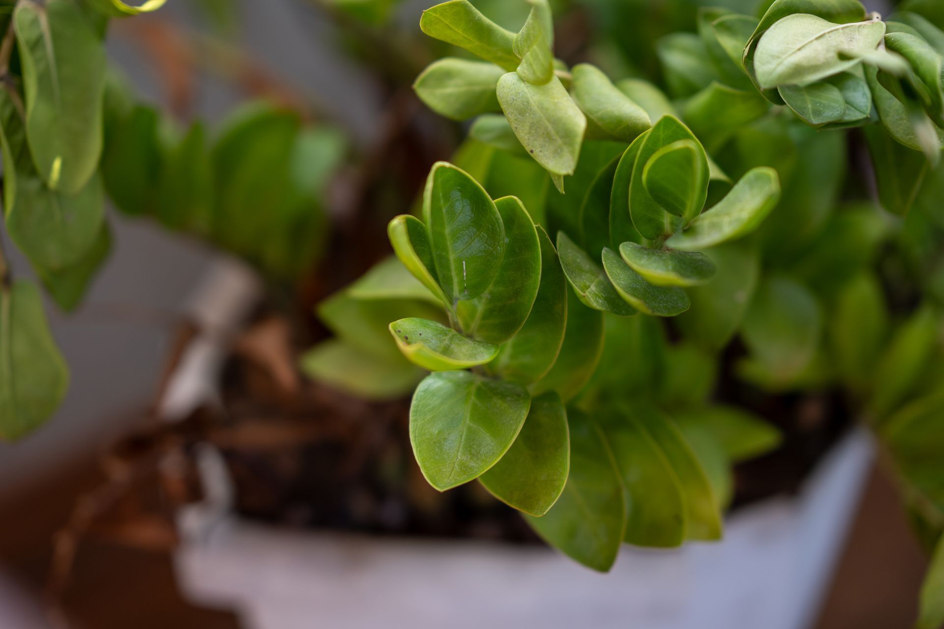 Close-up de uma planta verde em vaso com folhas brilhantes em um vaso branco.