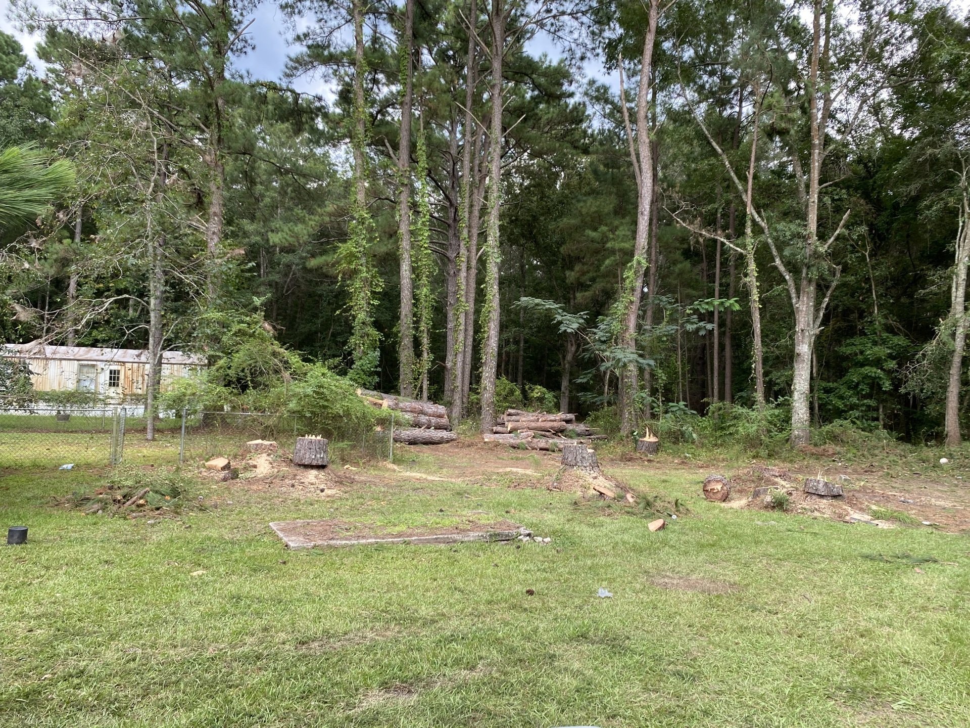 See Our Work Pro Cut Tree Service