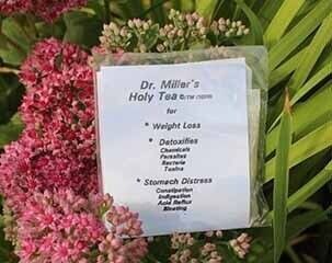 Pink flowers with a sign reading “Dr. Miller’s Holy Tea,” listing weight loss and stomach distress uses