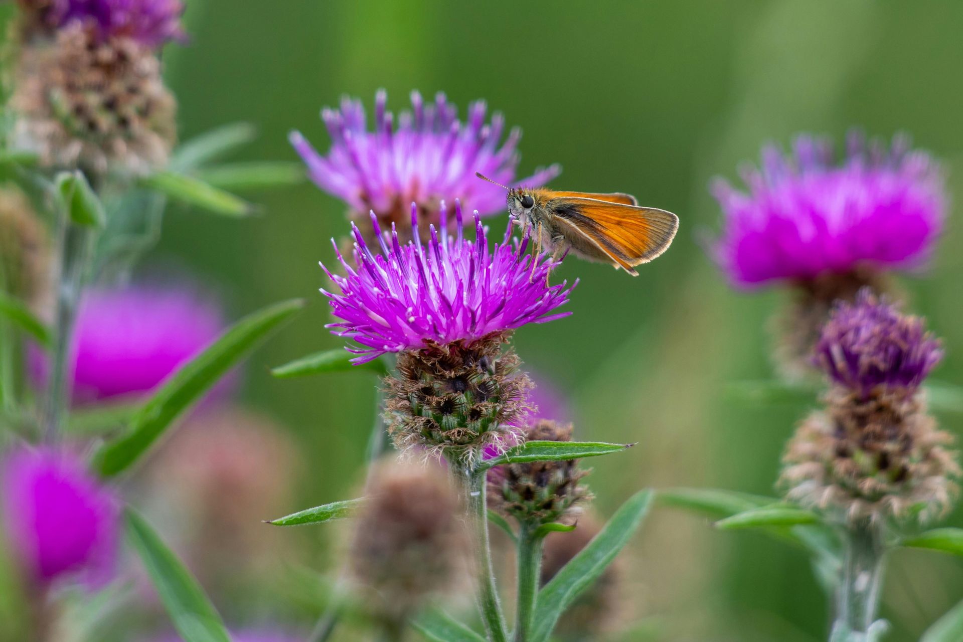 Discover Holy Thistle's Liver Health Secret Benefits