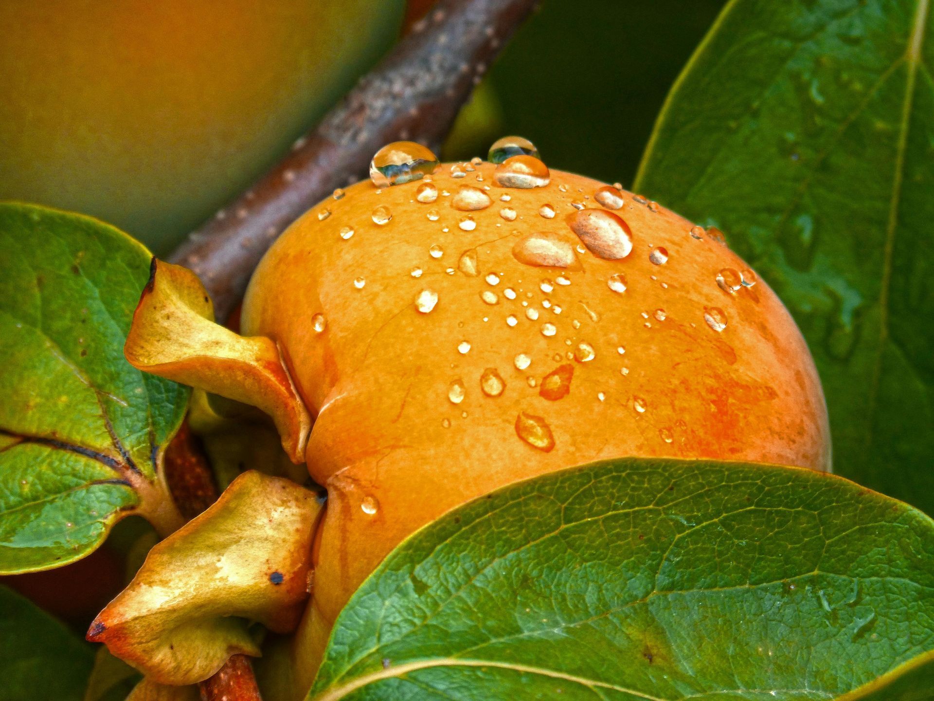 A close up of a persimmon with water drops on it