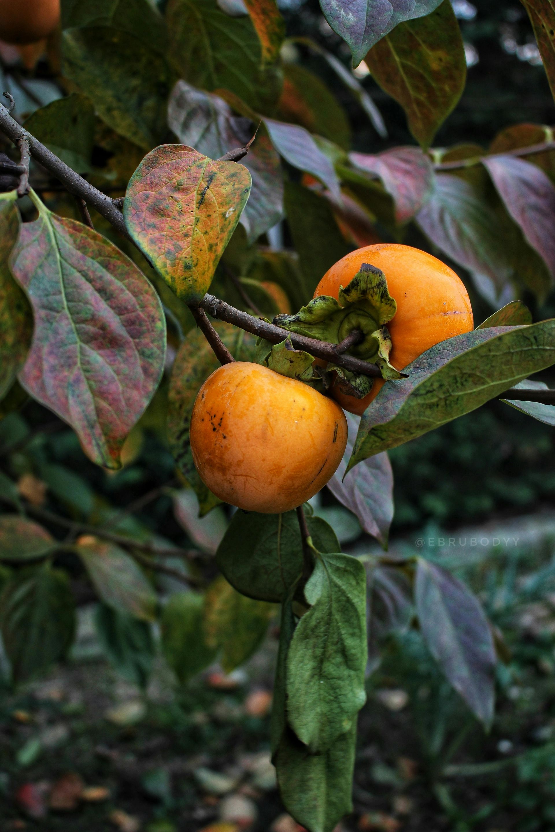 Unveiling the Hidden Benefits of Persimmon Leaves