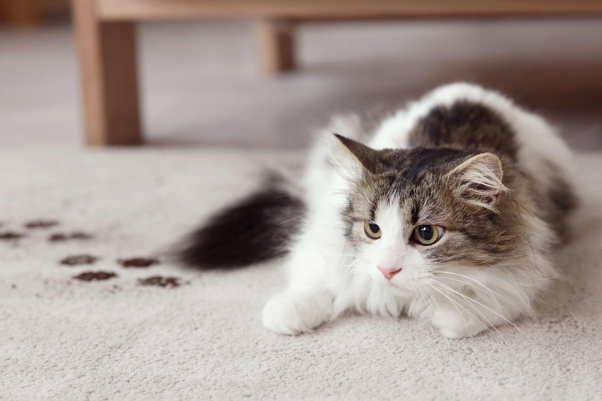 A cat with muddy paw prints on a beige carpet next to a living room table.