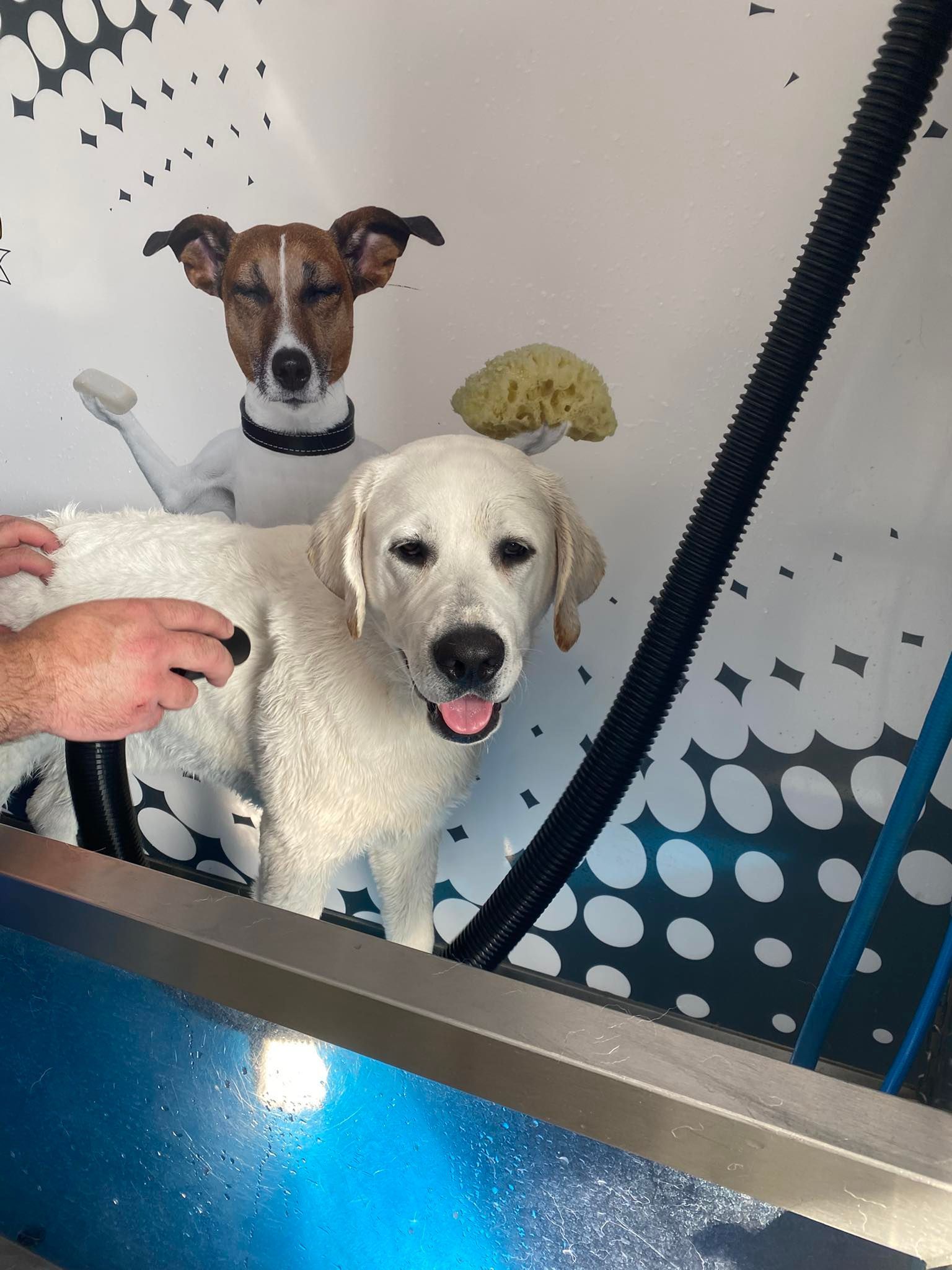 Two dogs in a grooming tub, a white dog in front and a brown-and-white dog behind.