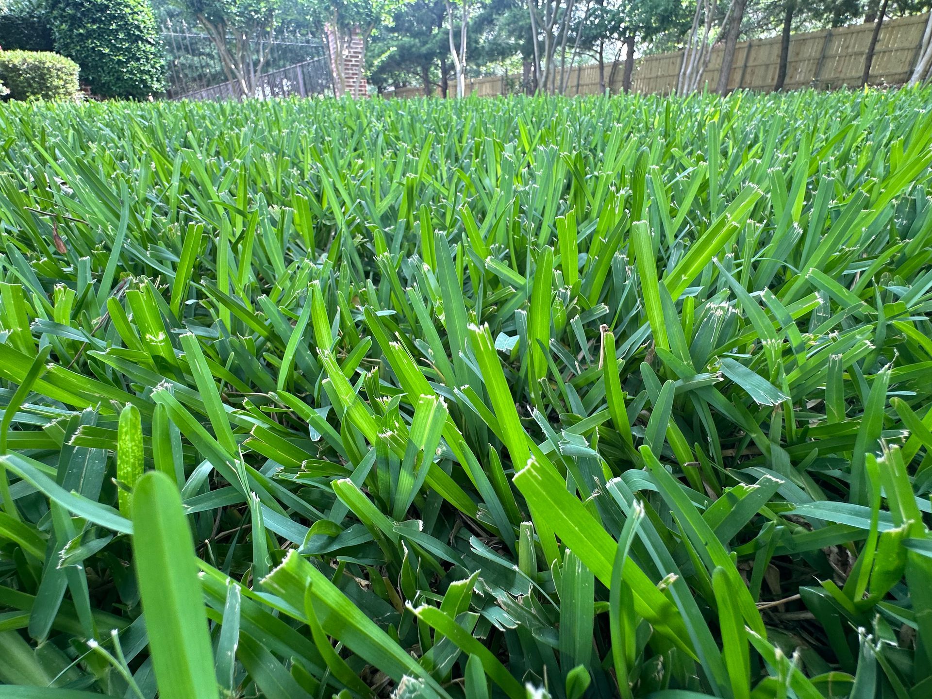 Close-up of lush St. Augustine grass blades in a park with trees in the background