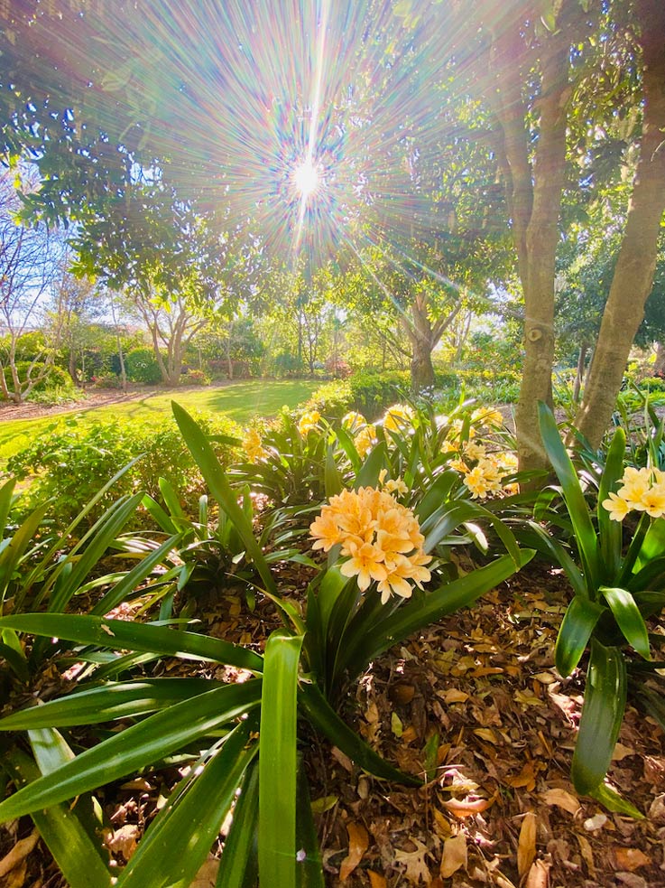 Yellow Flowers In Garden — Plumbers in Highfields, QLD