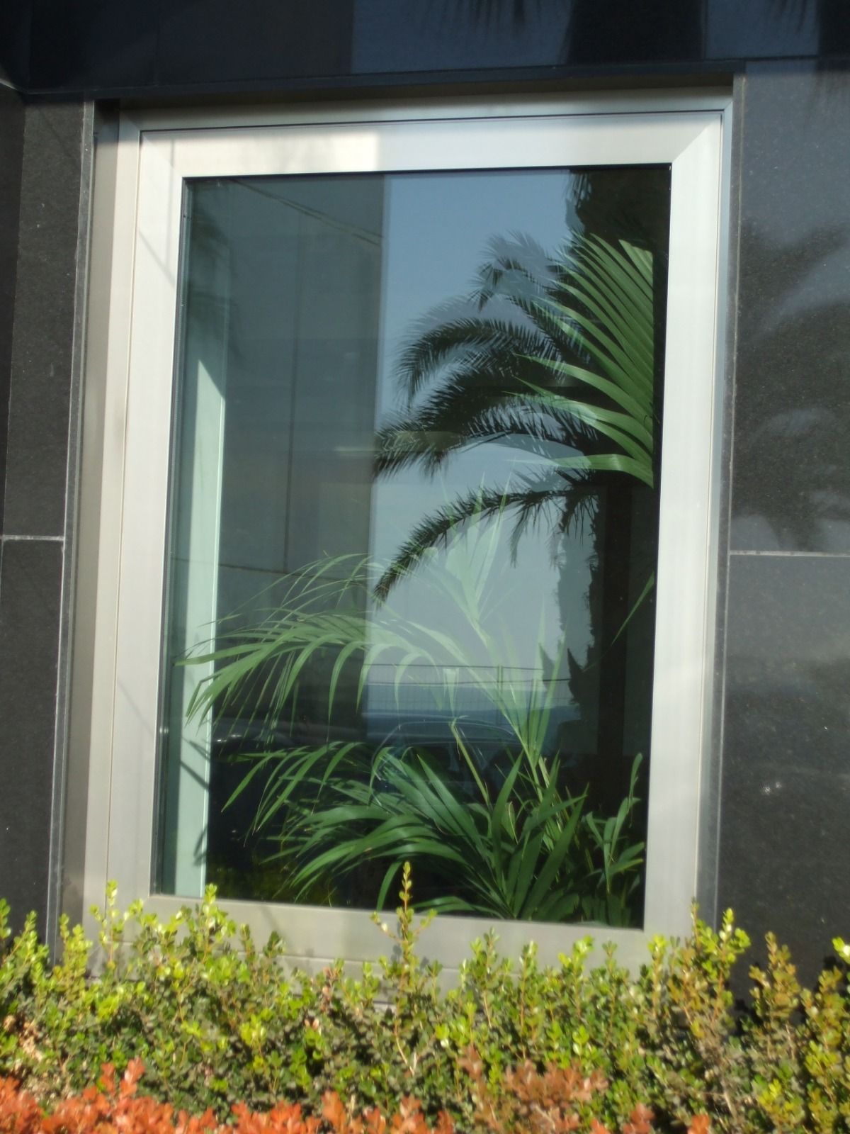 Finestra con riflessi di palme e vegetazione.