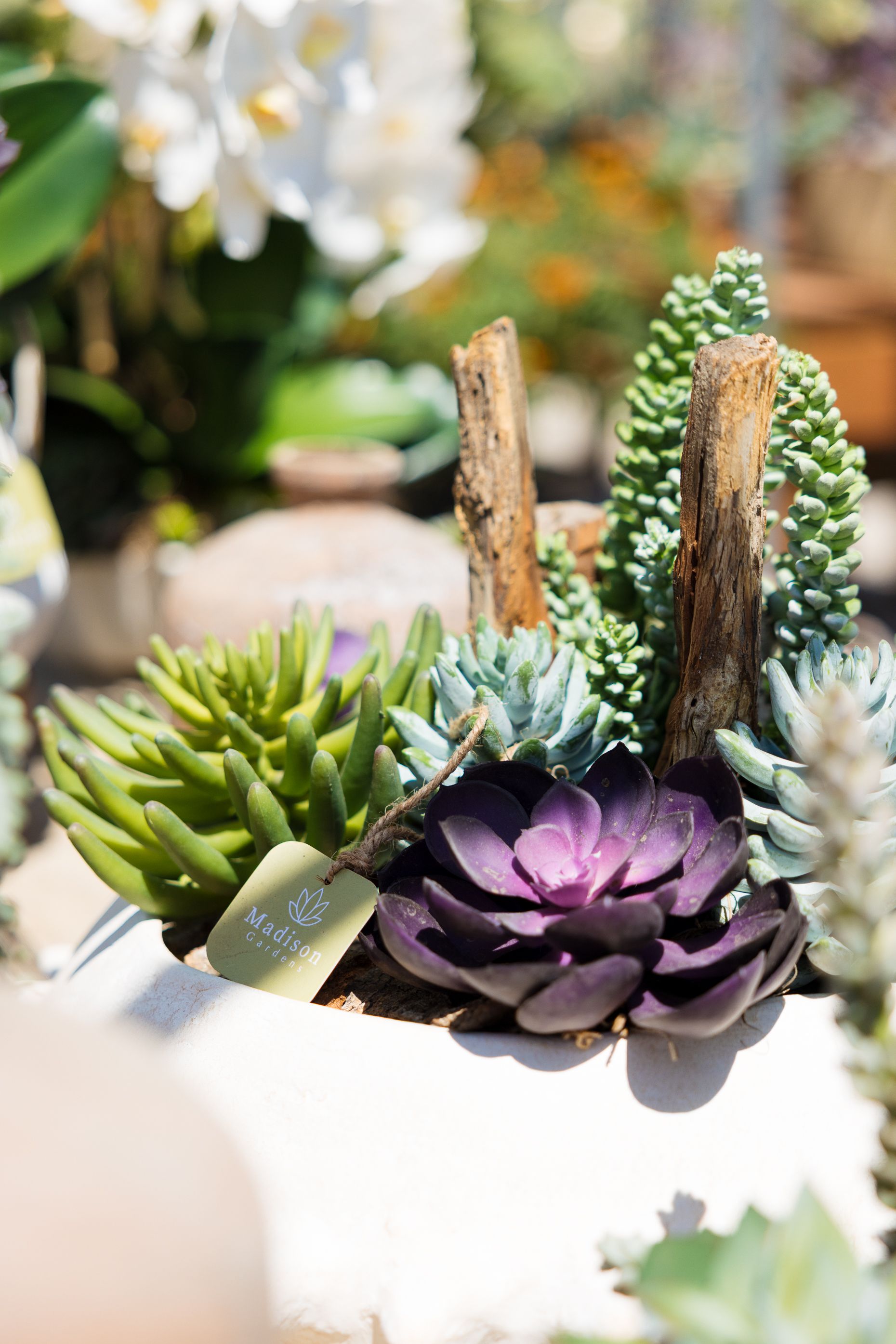 Succulent arrangement in a white pot with a dark purple flower. Wooden sticks add height.