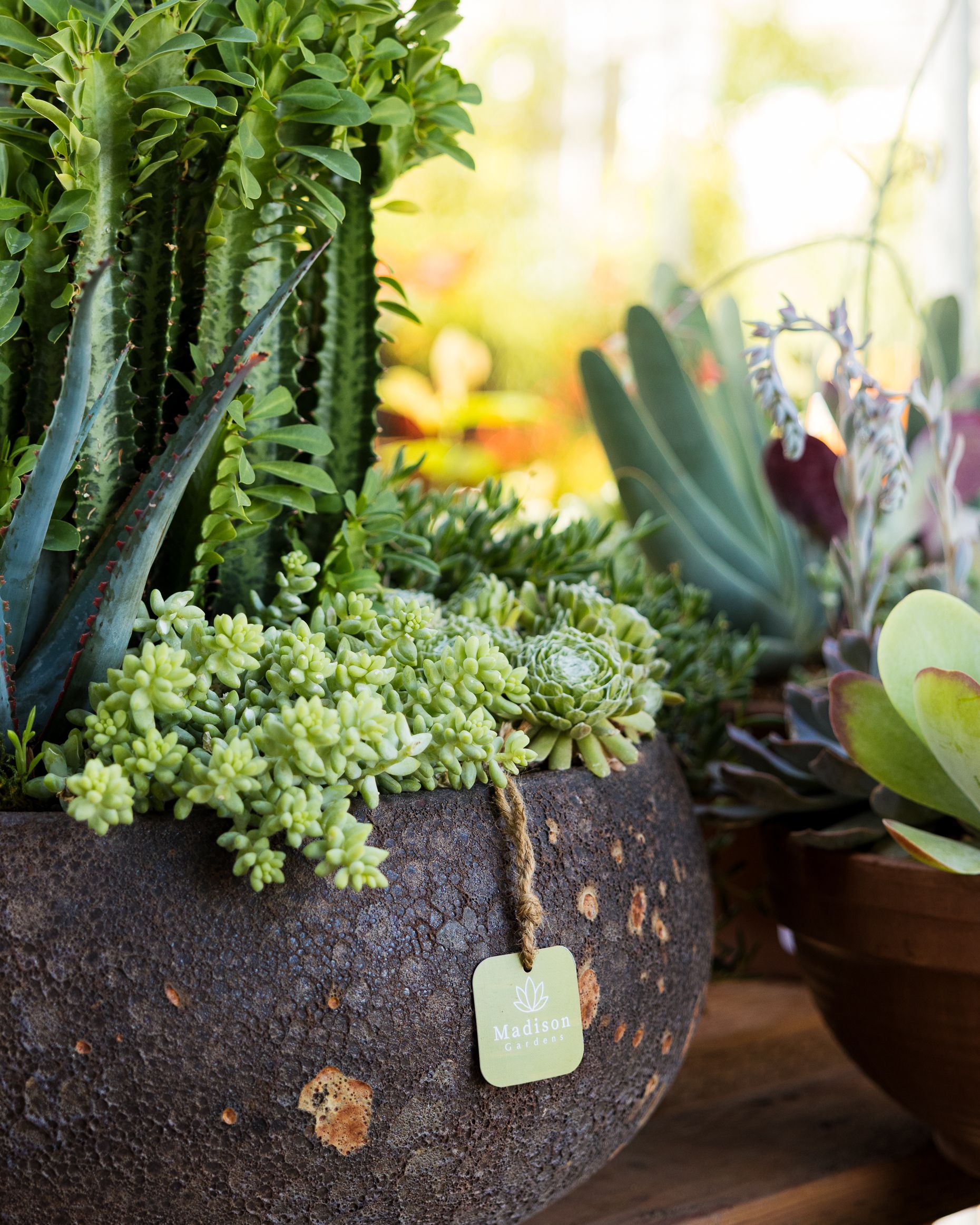 Close-up of a succulent arrangement in a dark, textured pot with a hanging label; bright sunlight in the background.