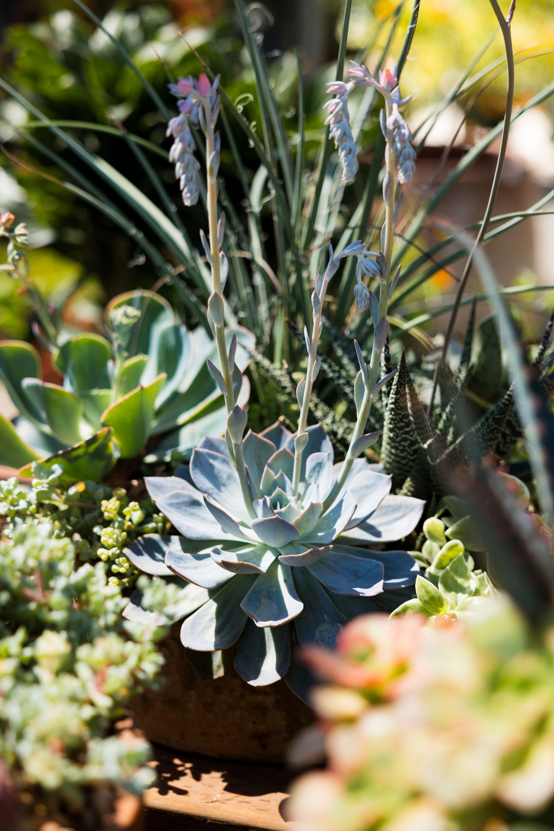 Succulent plants with blue-green rosettes and delicate flowering stalks, in a sunny outdoor garden.