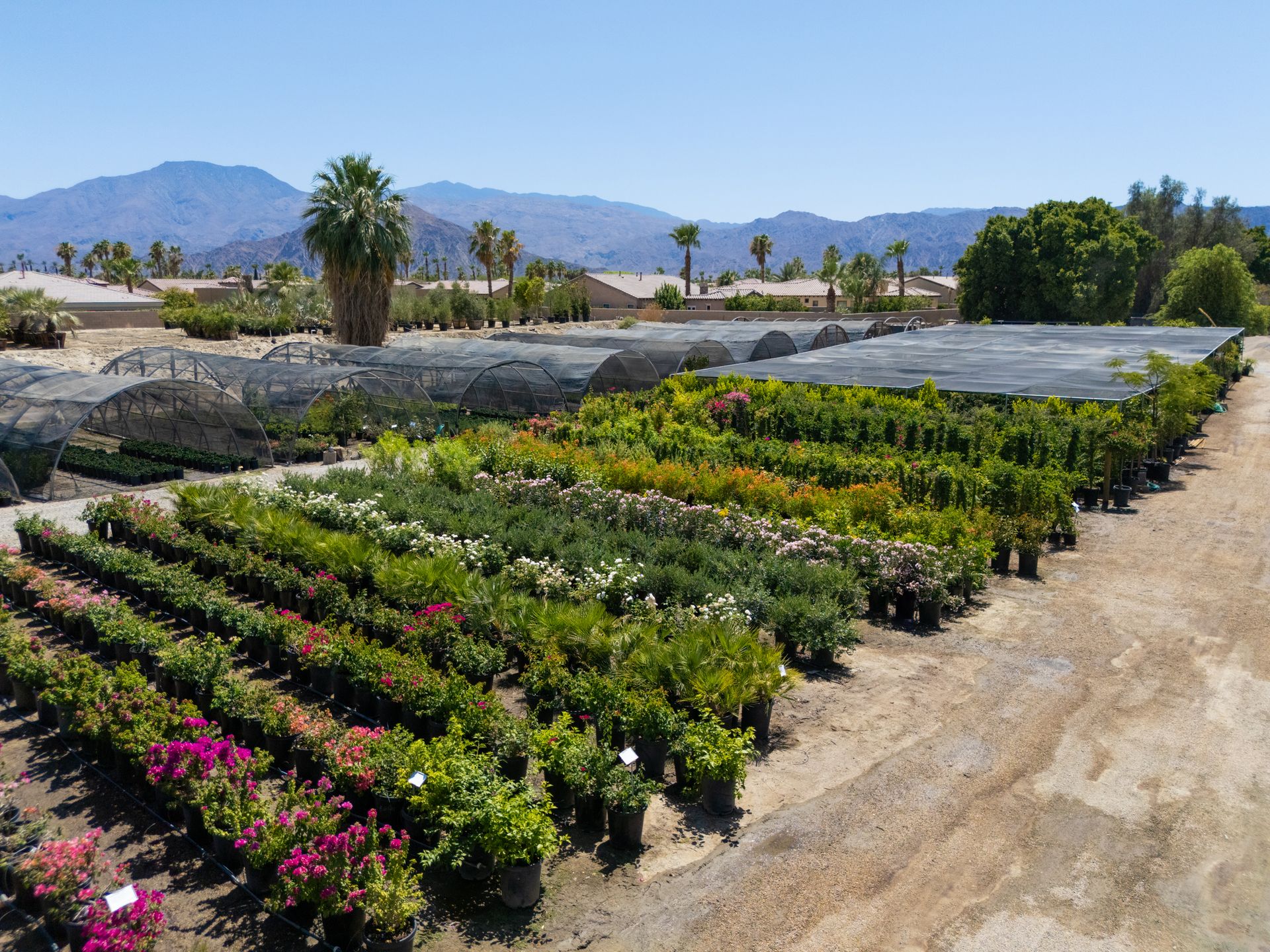 Rows of potted plants in a nursery under a sunny sky, mountains in the background.