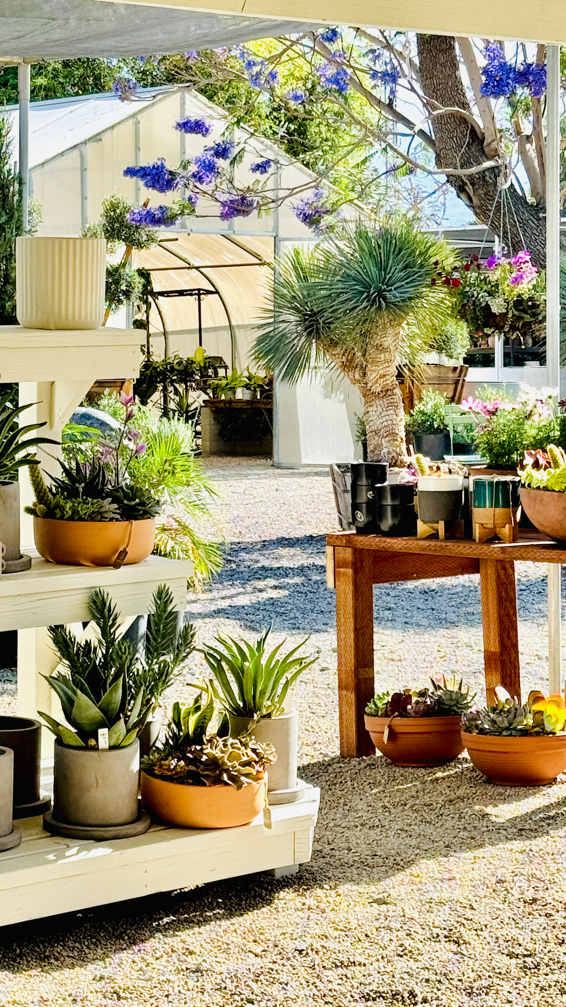 A garden center with potted plants on display, featuring a greenhouse in the background.