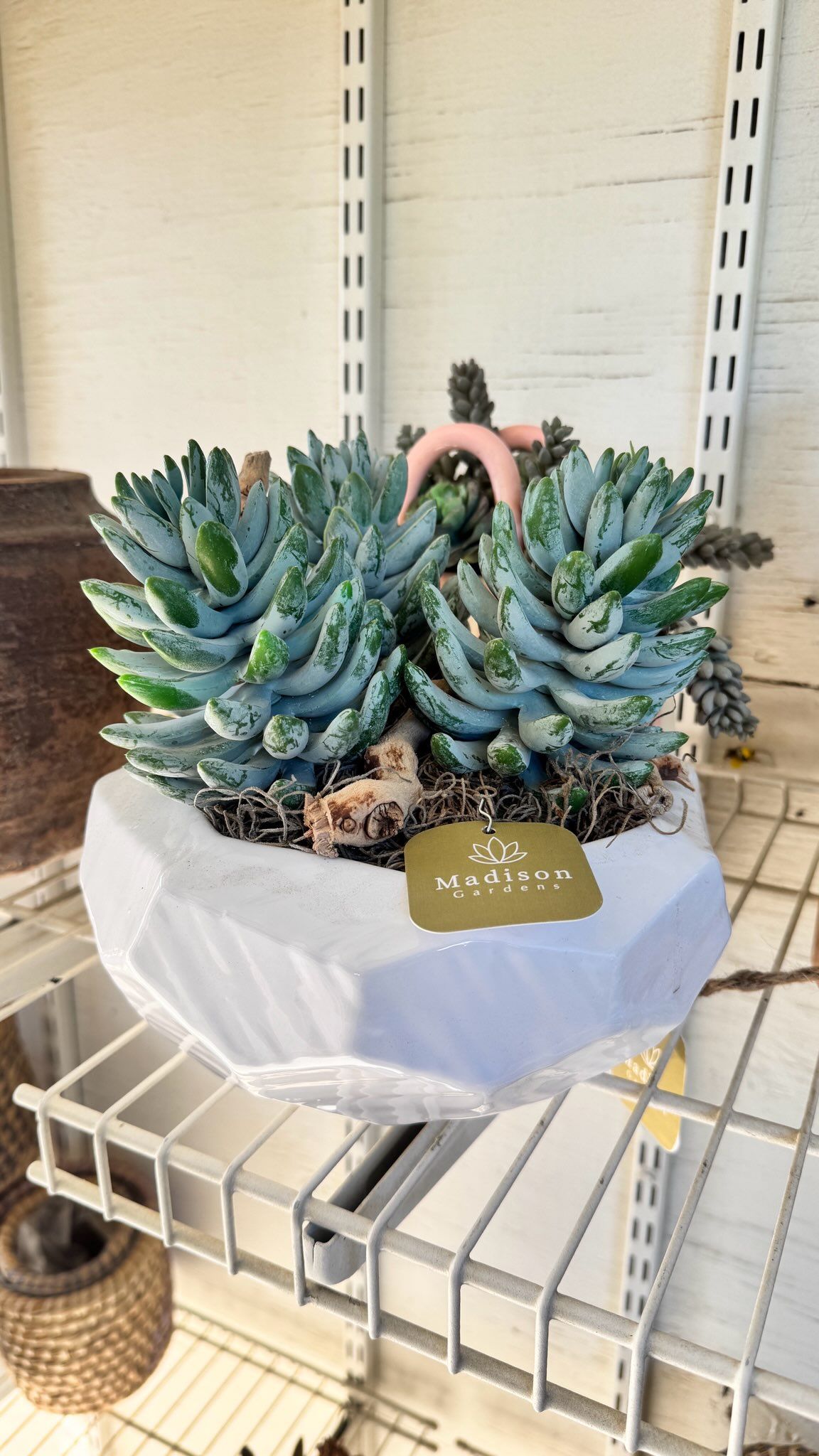 Succulent plant in a white geometric pot on a shelf with a decorative pink figure.