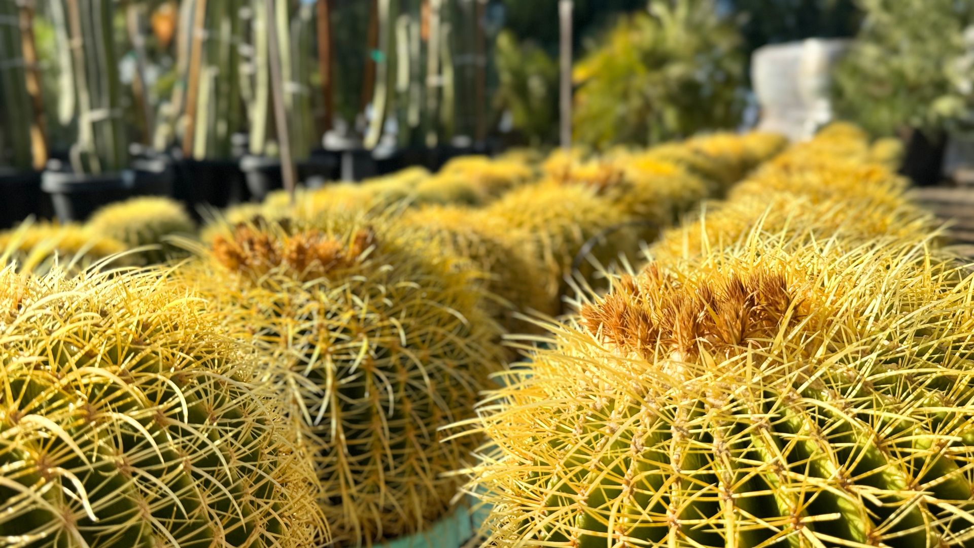 Rows of yellow, spiky barrel cacti, outdoors in pots.