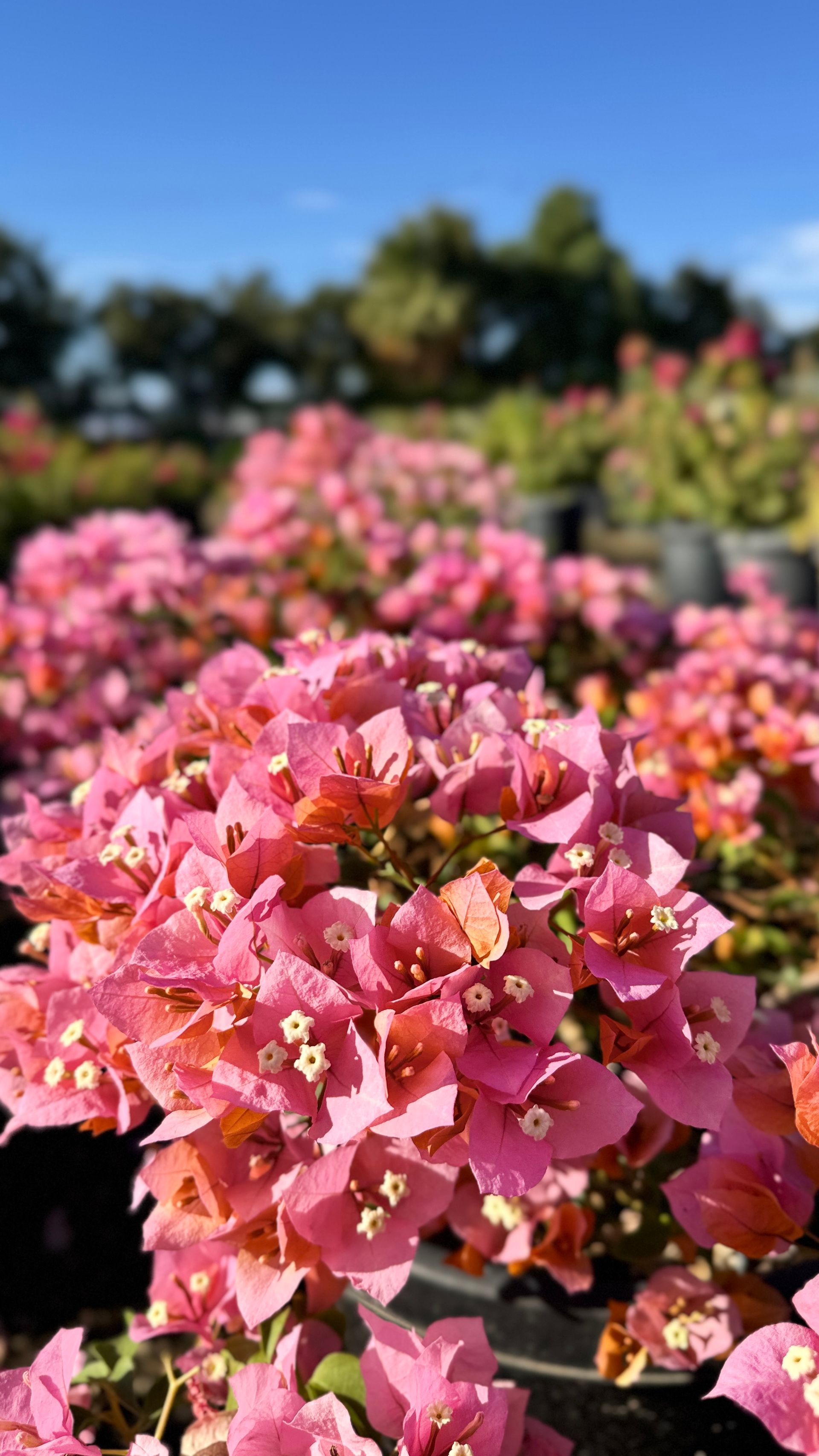 Pink bougainvillea flowers in full bloom, set against a blurred backdrop of trees and blue sky.