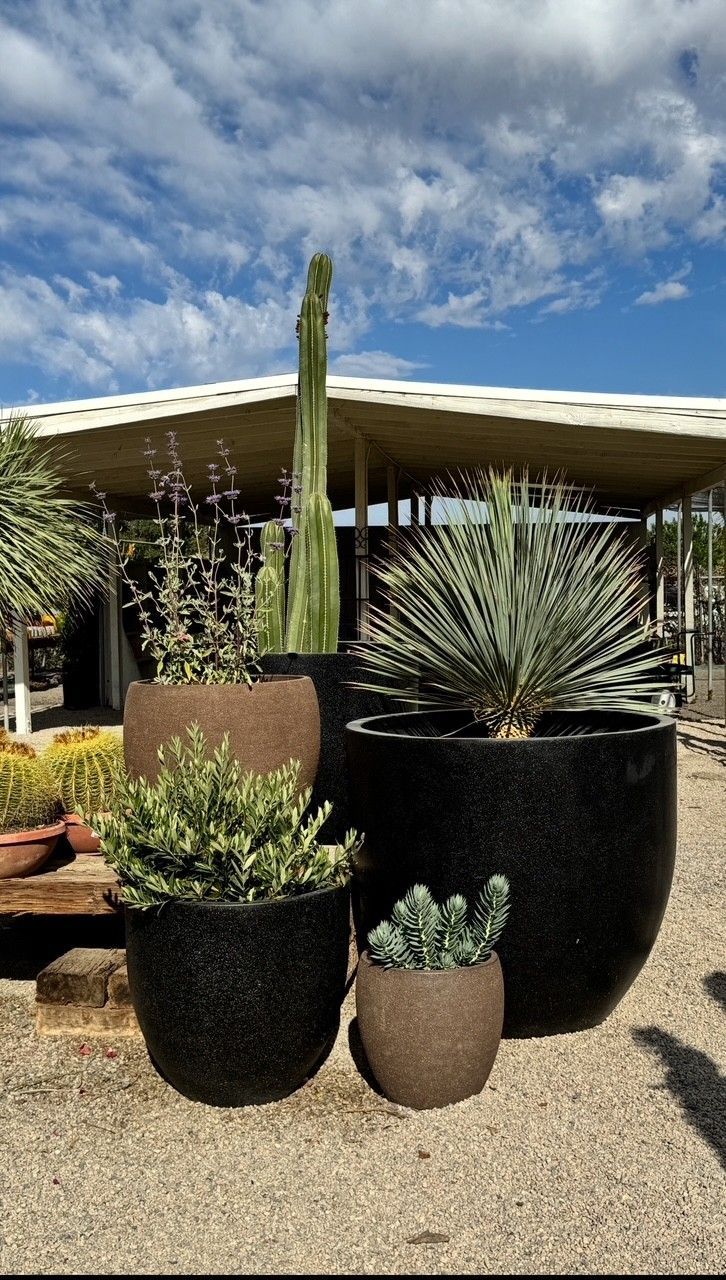 Five potted desert plants in varying sizes and textures, with a light blue sky backdrop.