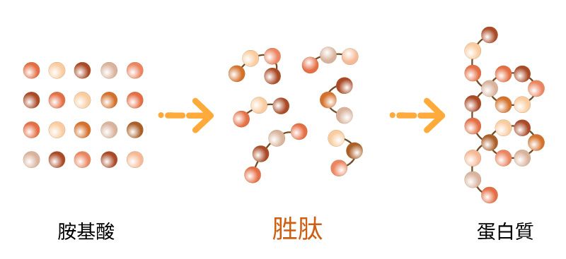 胺基酸.胜肽.蛋白質結構