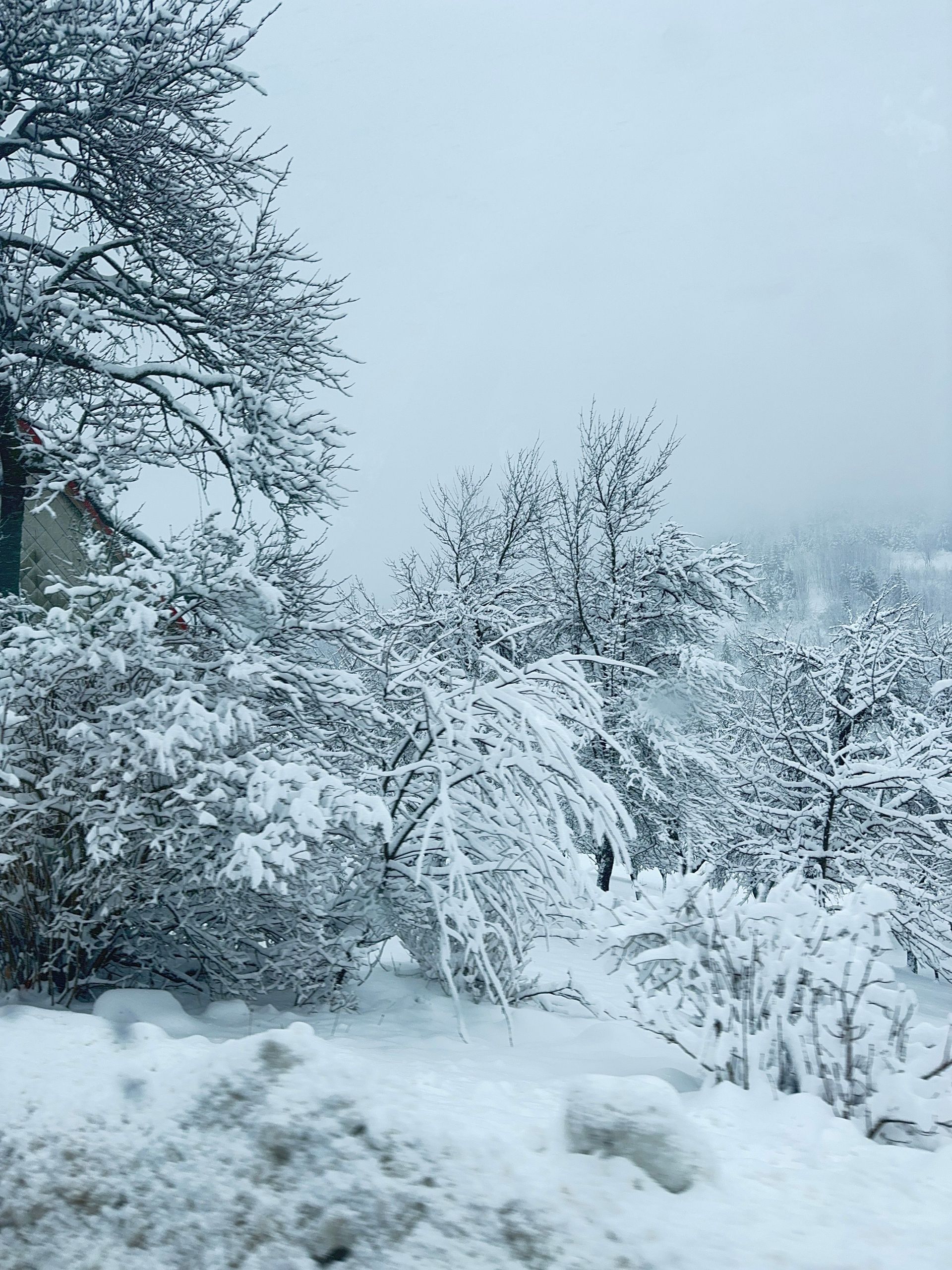Snow-covered trees and shrubs in a wintry landscape, with heavy frost and fog.