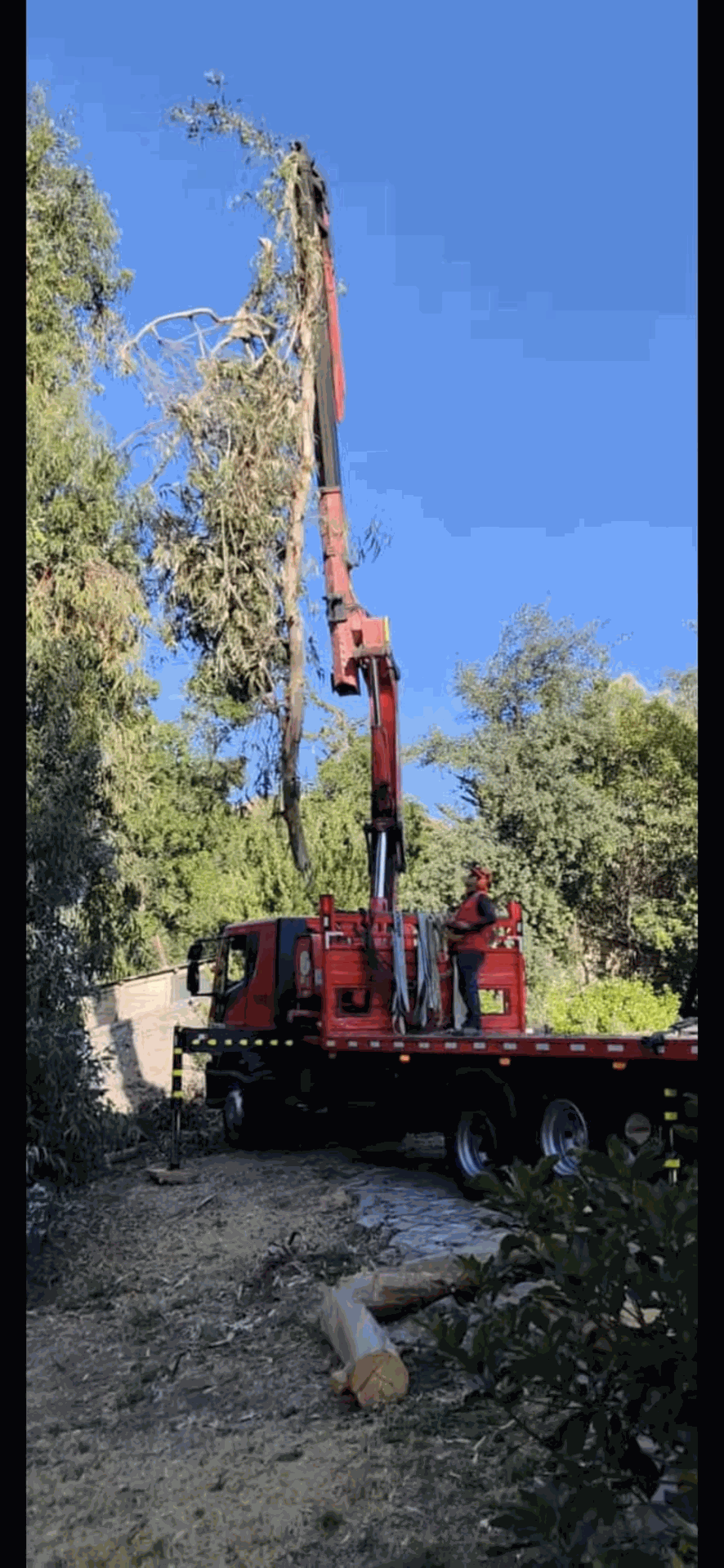 Grúa roja levantando el tronco de un árbol alto junto a una carretera rocosa bajo un cielo azul