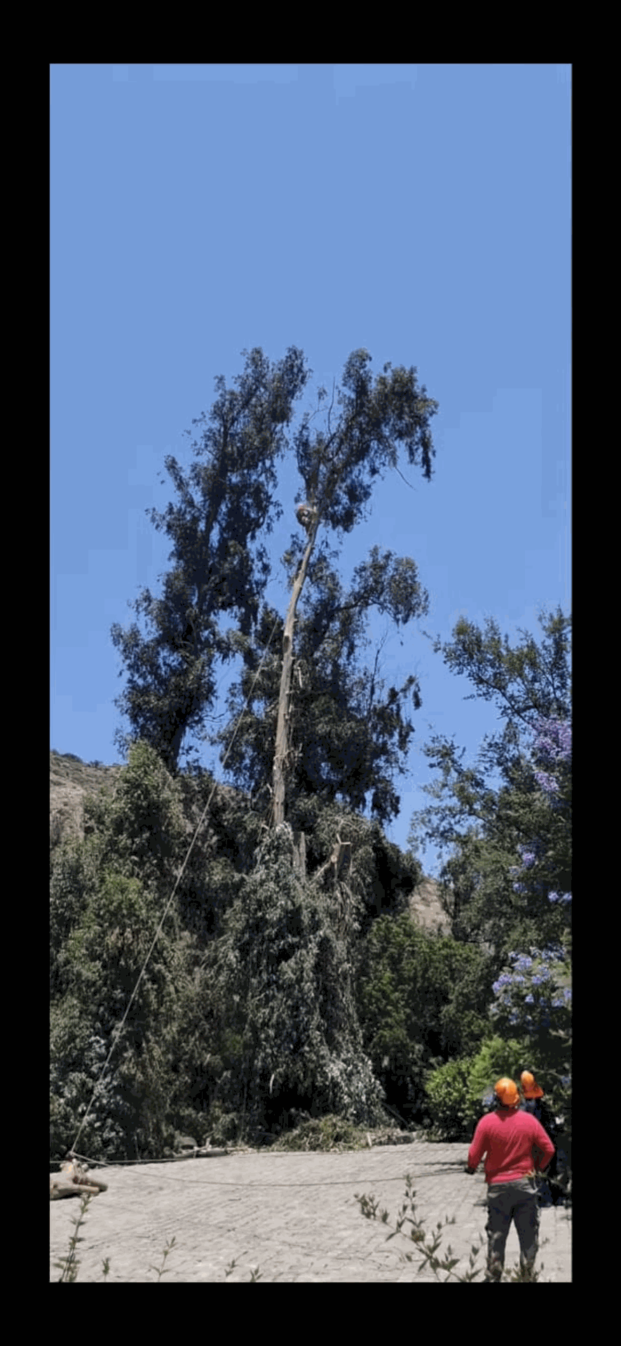 Una persona con camiseta roja camina por un sendero de tierra junto a unos árboles altos, bajo un cielo azul despejado