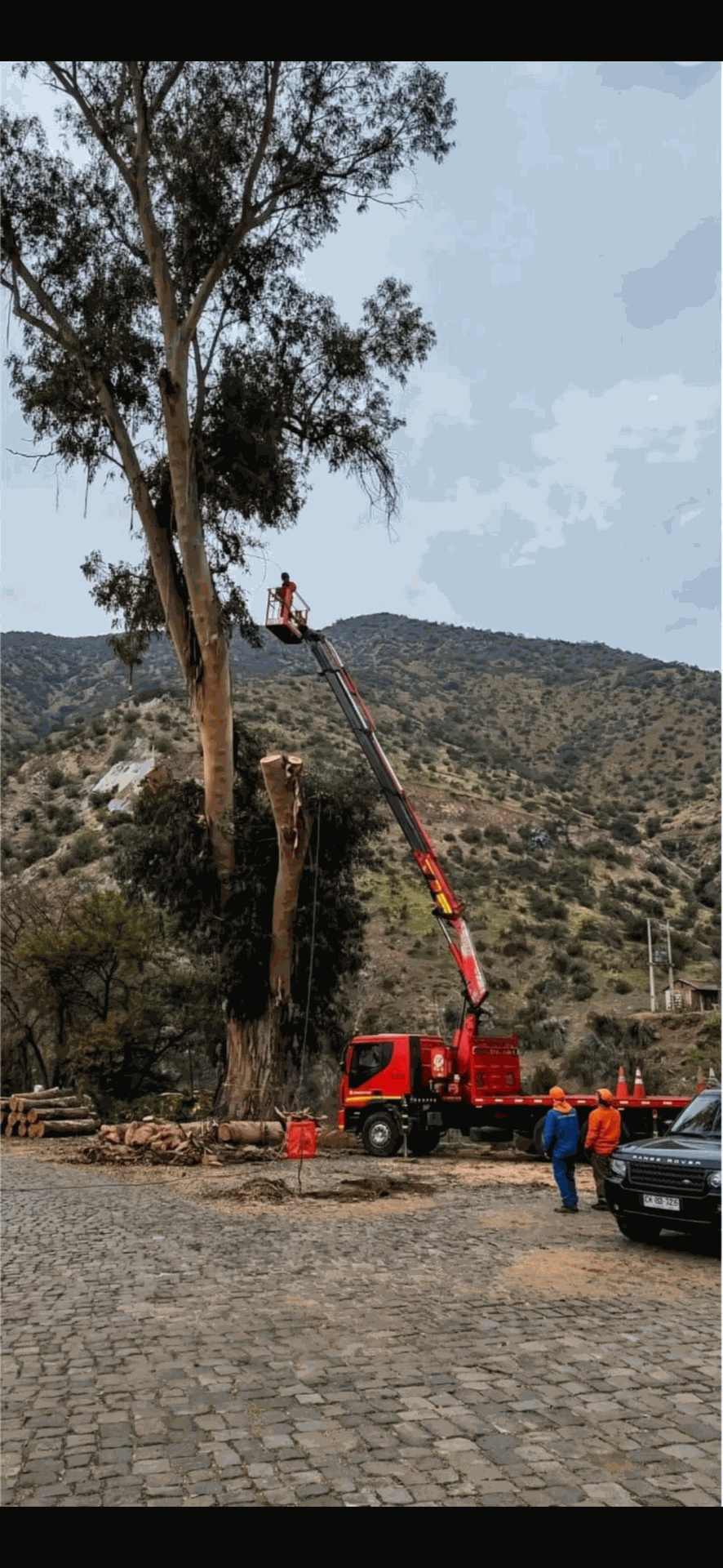 Una grúa retira un árbol alto junto a una carretera de montaña, con trabajadores y un camión en primer plano