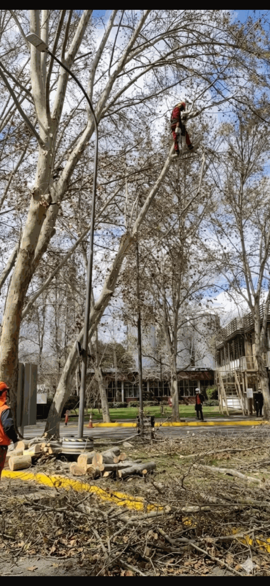 Trabajadores podando árboles altos en un parque, con una persona suspendida a gran altura entre las ramas.