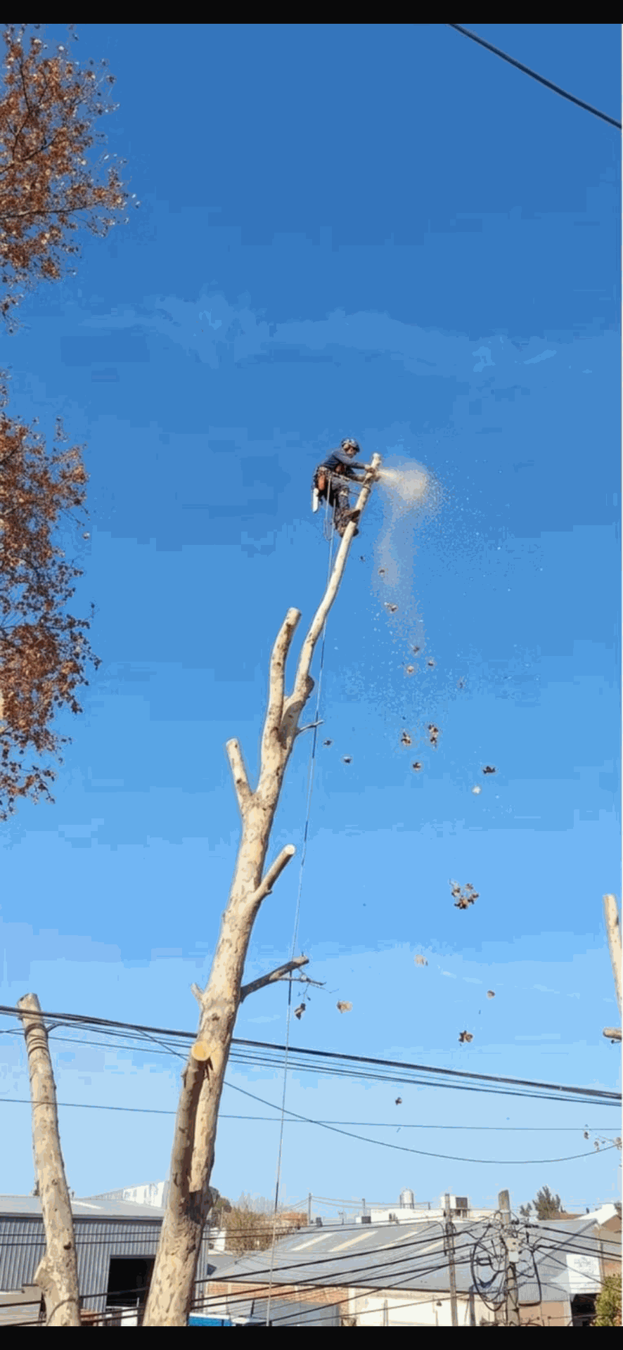 Un trabajador podando la copa de un árbol alto con una motosierra, con un cielo azul despejado de fondo