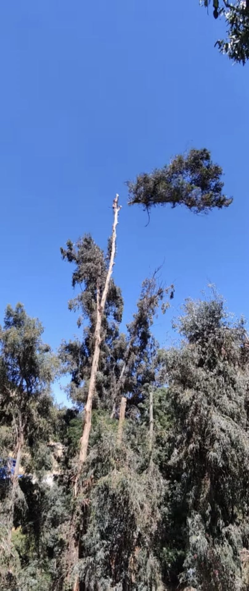 Un eucalipto alto que se eleva hacia un cielo azul despejado sobre las copas de los árboles frondosos