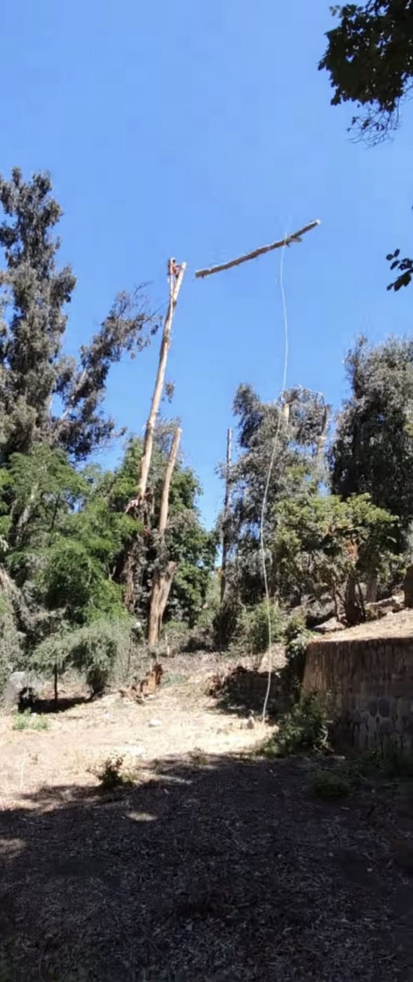 Árbol alto con un largo poste o viga de madera apoyado en él