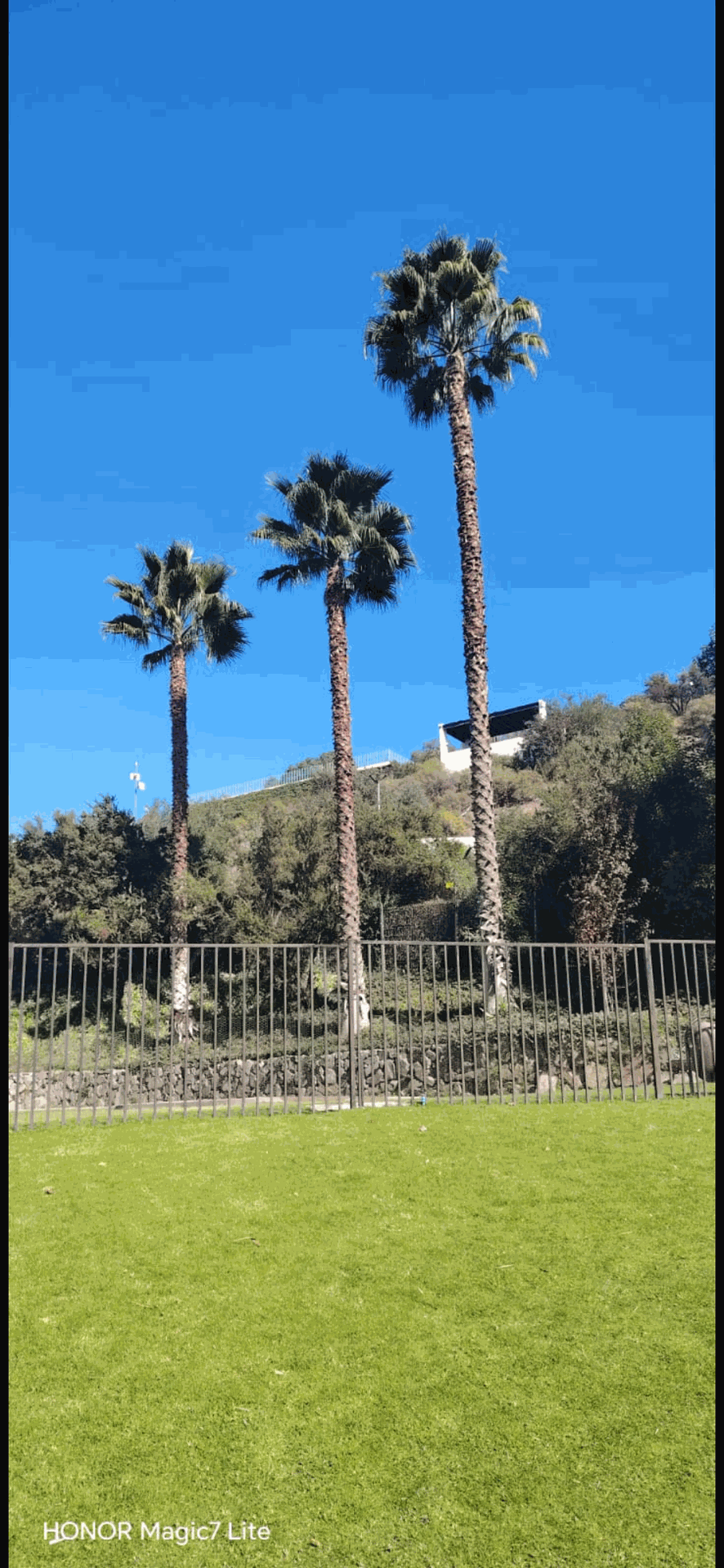 Parque soleado con césped verde, palmeras altas y colinas bajo un cielo azul despejado