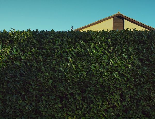 Tall green hedge in front of a house roof under a clear blue sky