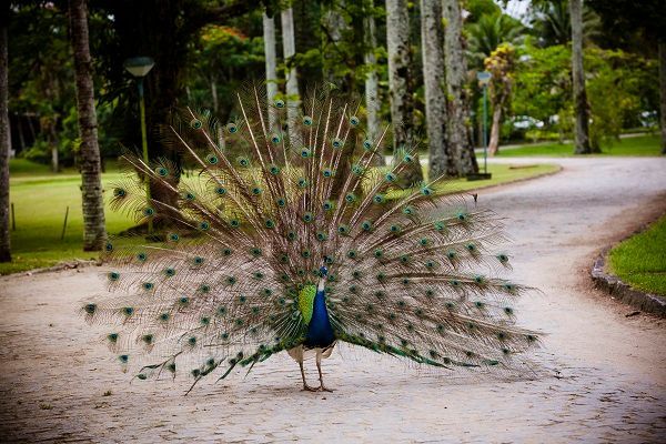Natureza - Hotel do Bosque