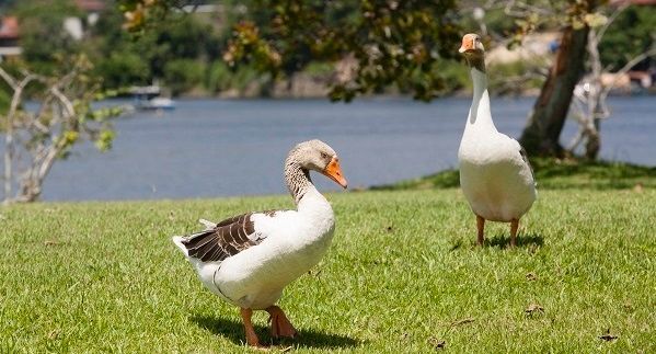 Natureza - Hotel do Bosque