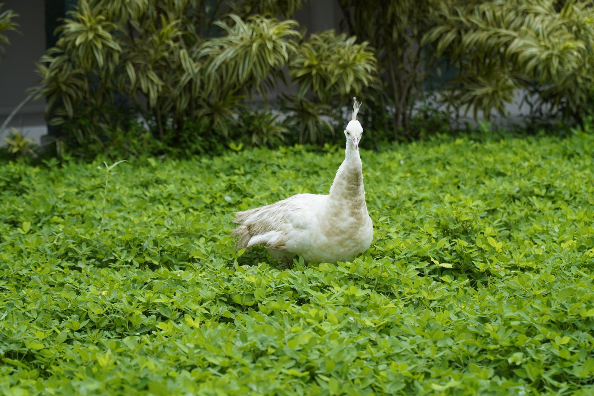 Natureza - Hotel do Bosque