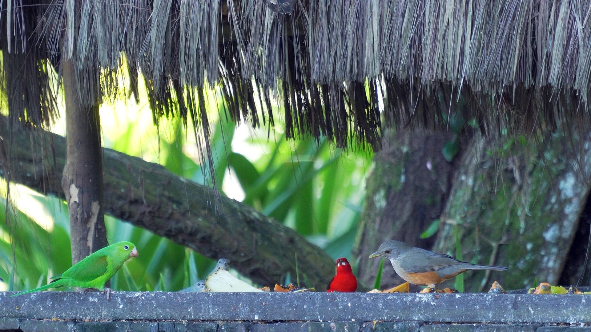 Natureza - Hotel do Bosque