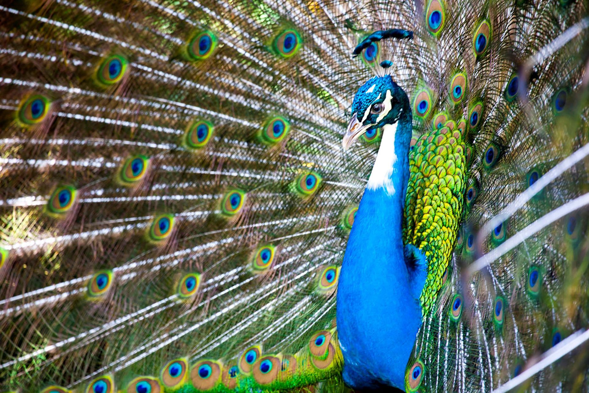 Natureza - Hotel do Bosque