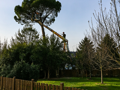 Un operaio pota un albero alto con una piattaforma elevatrice in un cortile verdeggiante simile a un parco.