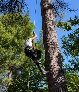 Un arrampicatore su una corda si innalza lungo un alto tronco in un parco all'aperto alberato, sotto un cielo azzurro.