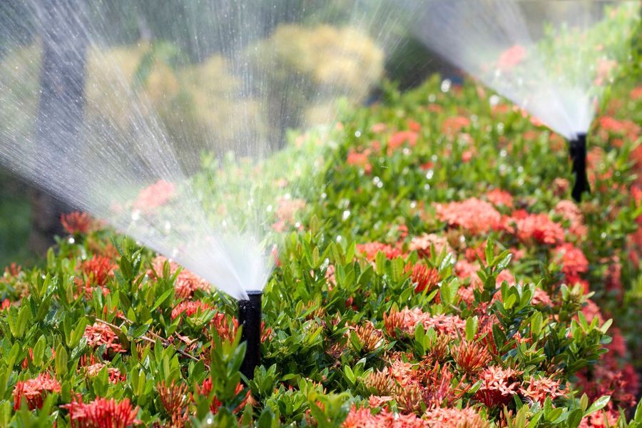 Irrigatori che innaffiano arbusti fioriti rossi e verdi in un giardino