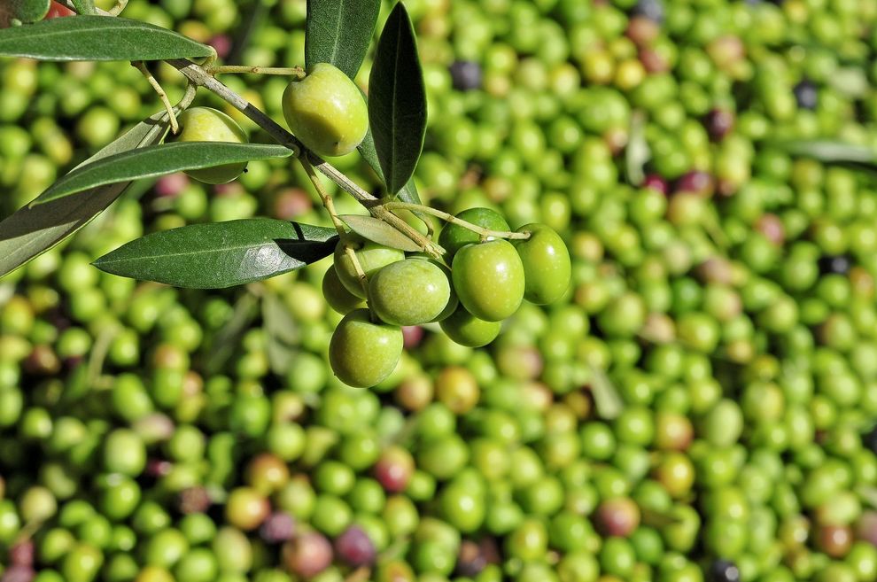Olive verdi sui rami, sullo sfondo di olive appena raccolte che si asciugano al sole.