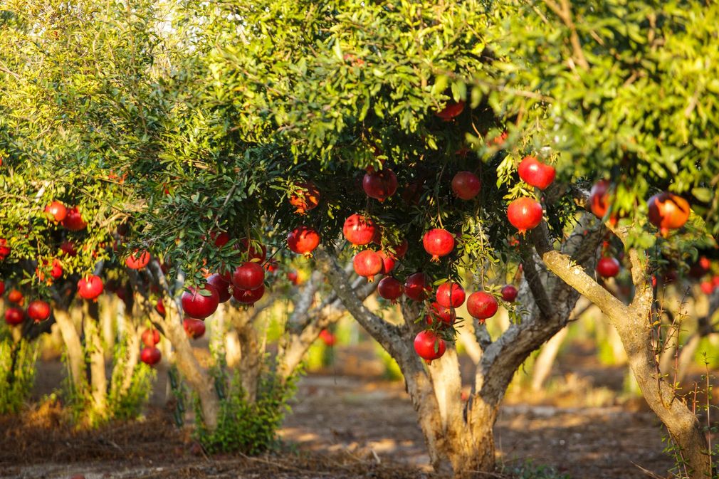 File di alberi di melograno carichi di frutti rossi maturi in un frutteto soleggiato.