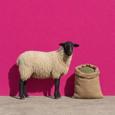 Decaf Club sfeerbeeld met roze schaap