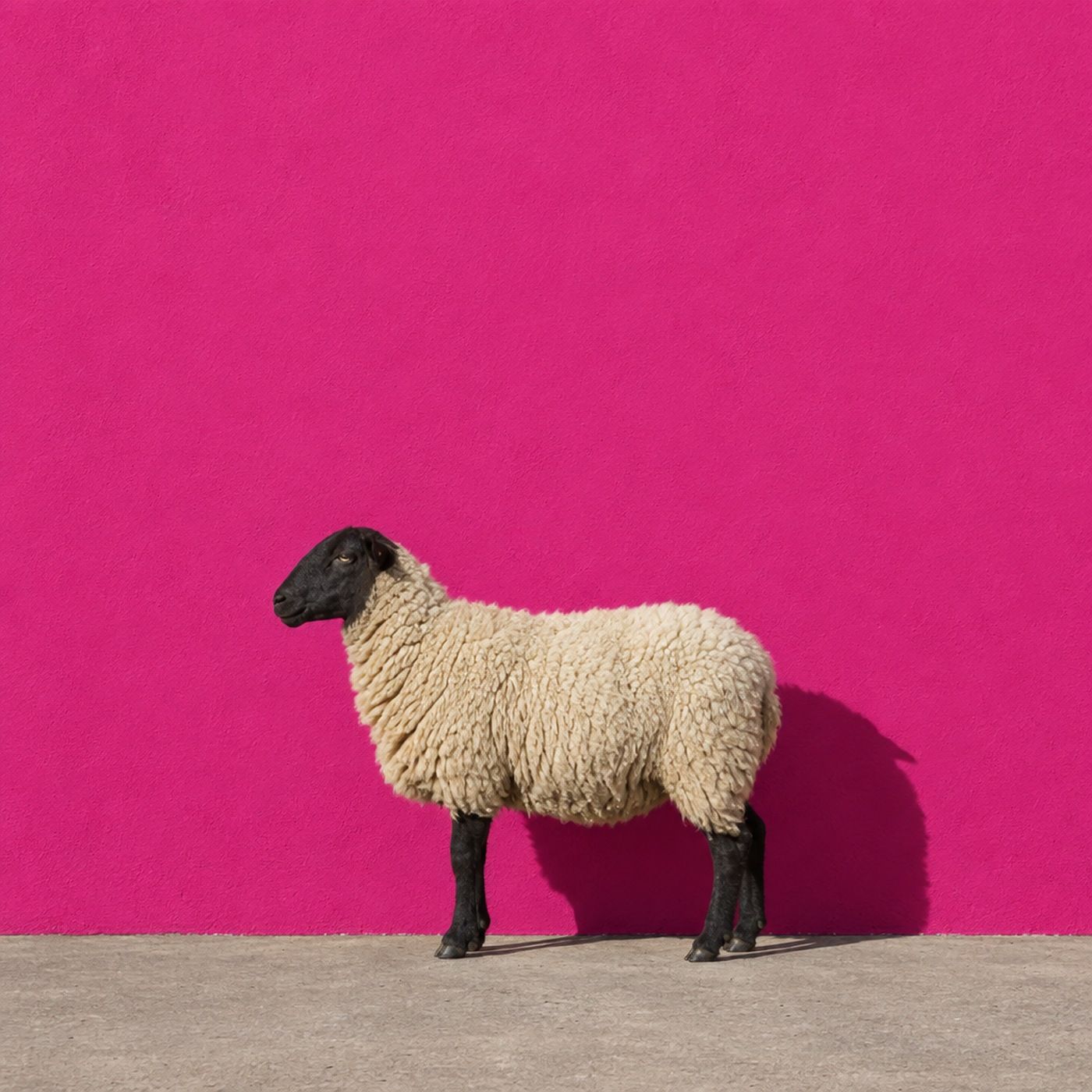 Decaf Club koffie met roze schaap