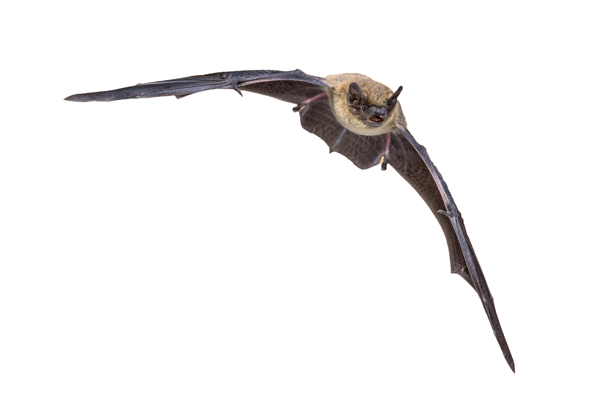 Brown bat in flight with wings fully spread against a white background
