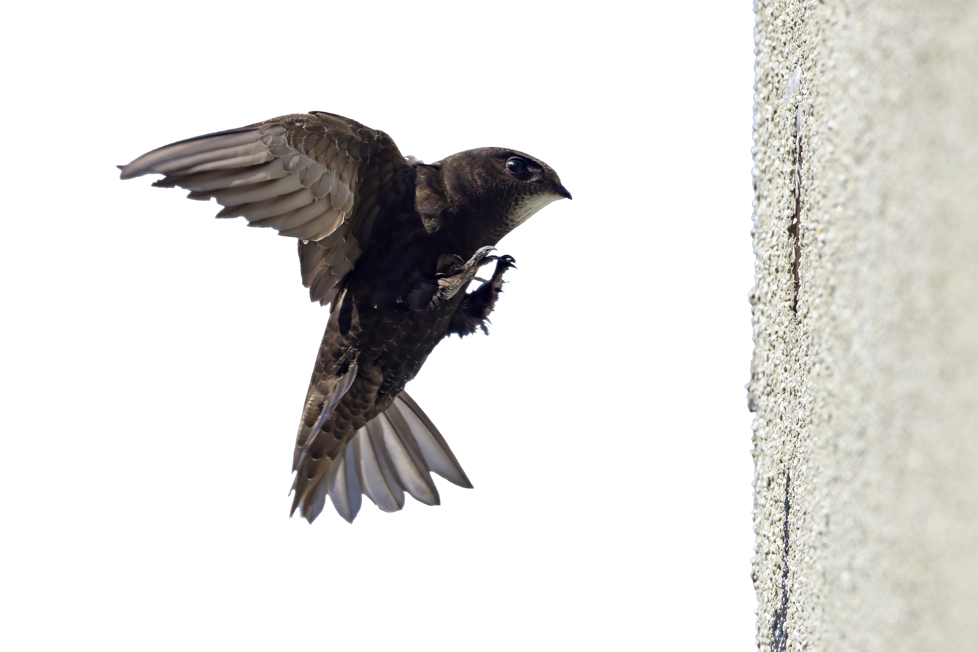 Dark bird in flight beside a white wall, wings spread and beak open