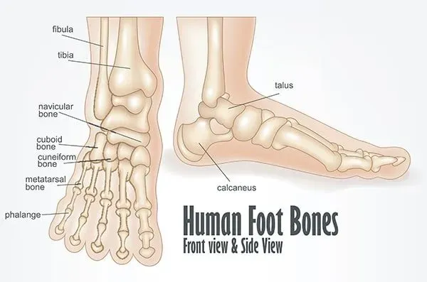 Human Foot Bone Anatomy - Lombard, IL - Zimmerman Scott A DPM