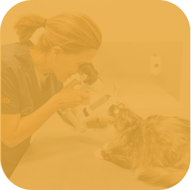 Veterinario esamina gli occhi di un gatto con uno strumento in una clinica