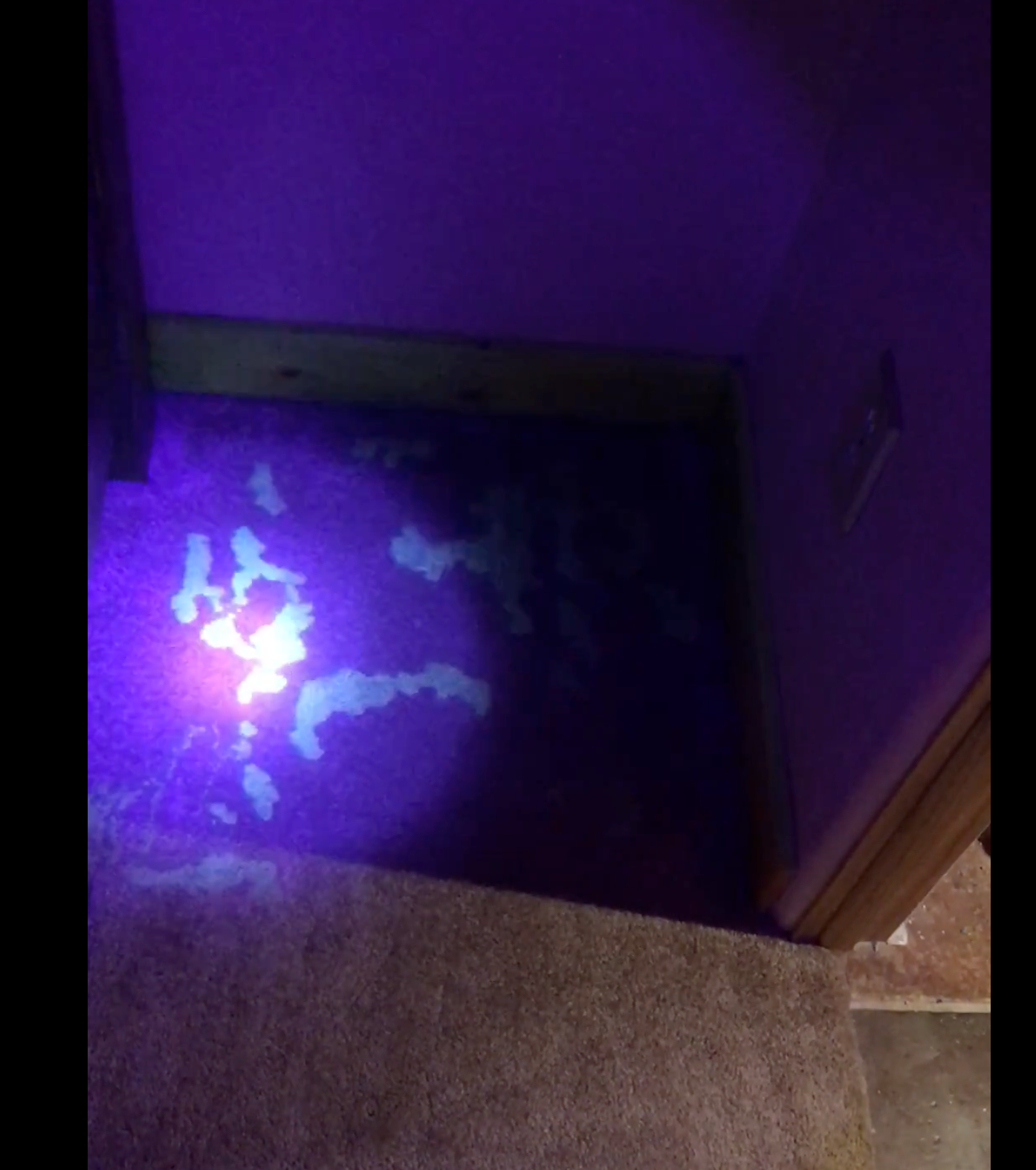A purple light is shining on a carpeted floor