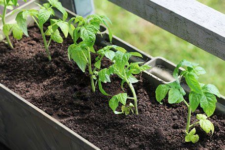 Tomato plants growing in a long rectangular planter box on a balcony.