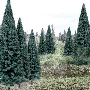 Dense evergreen trees in a forest, with tall conical pines under a pale sky